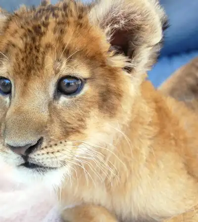 Henderson in Nevada, United States