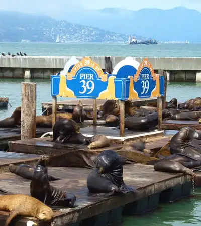 Sea Lions at Pier 39 in San Francisco, California
