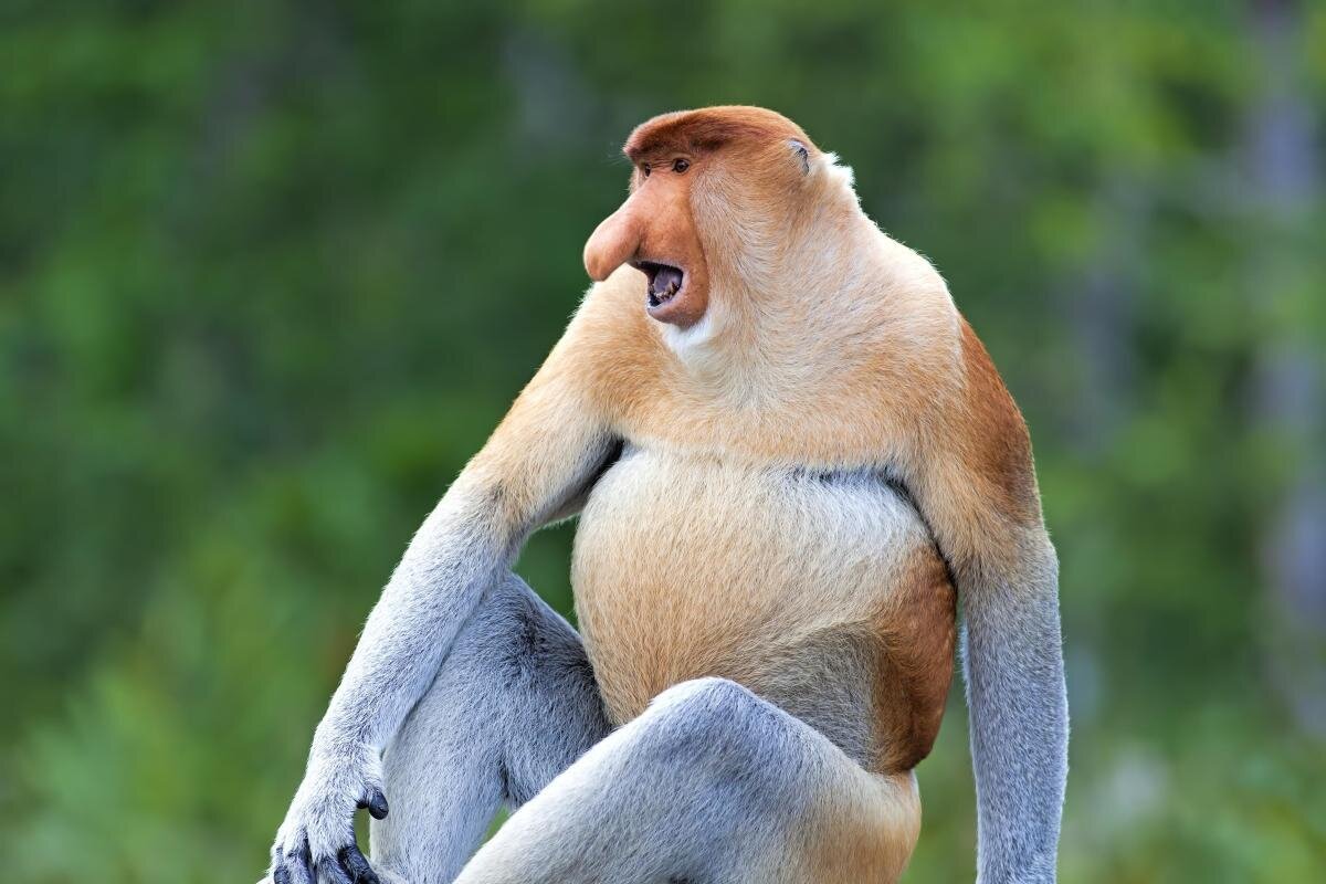 Labuk Bay Proboscis Monkey Sanctuary - Entrance