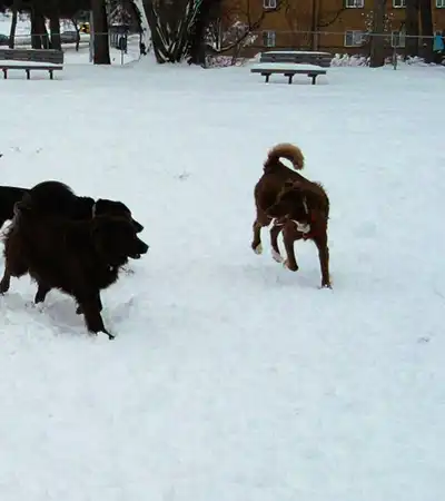 dog walking park in London, England