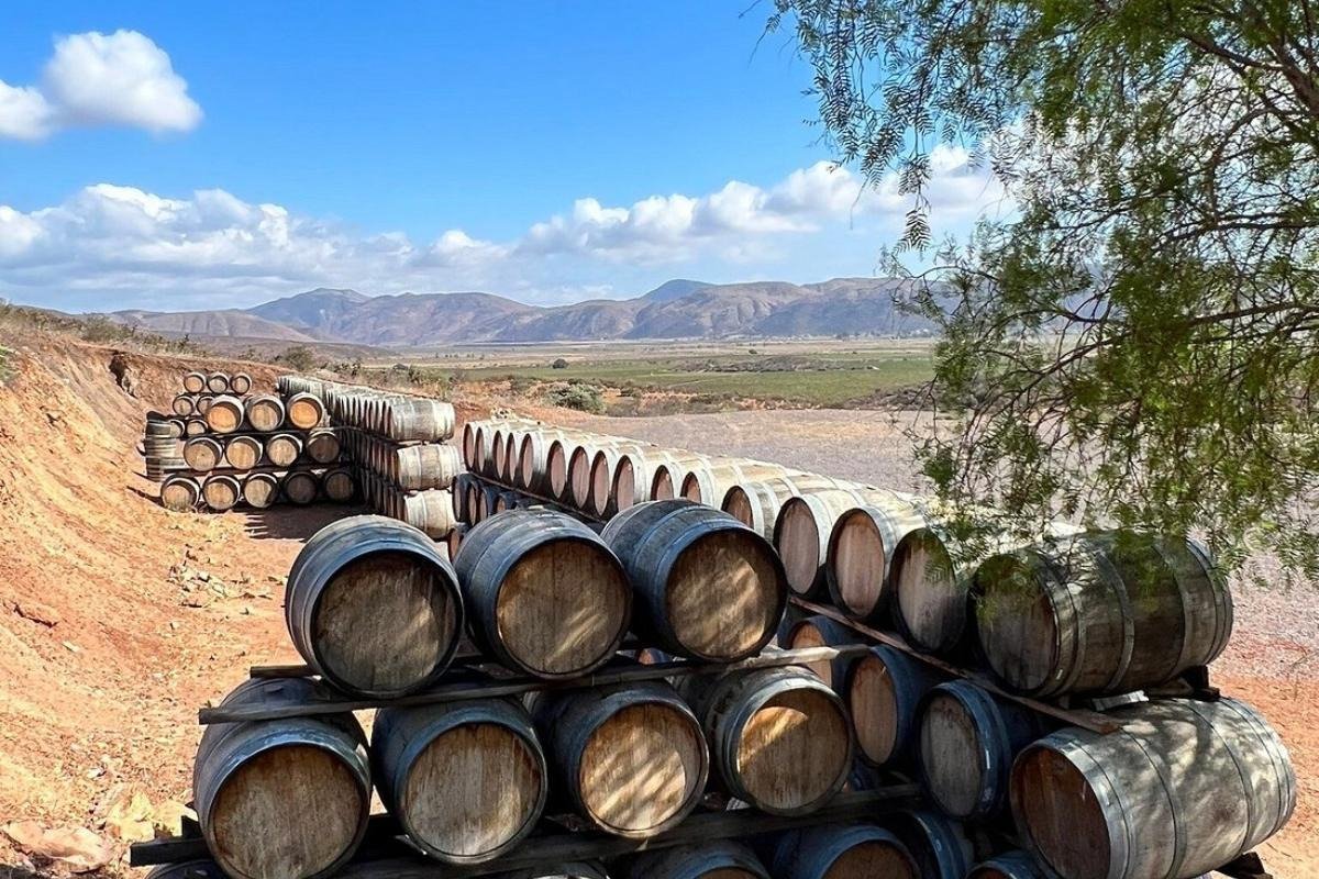 Bodegas de Santo Tomás S,A. de C.V.