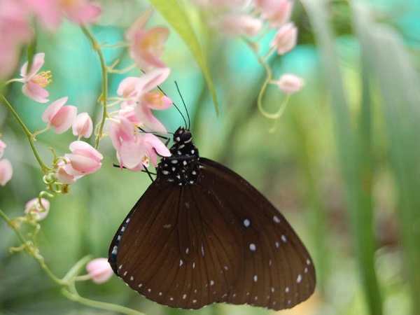 Santa Barbara Museum of Natural History
