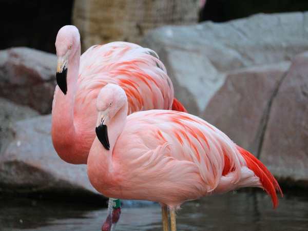 Flamingo Wildlife Habitat