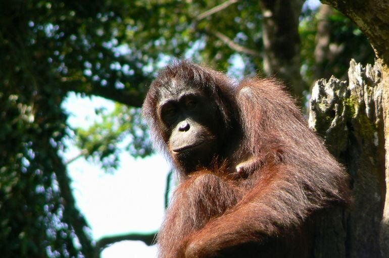 Pusat Pemuliharaan Orang Utan Sepilok