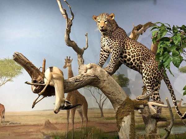 Las Vegas Science & Natural History Museum