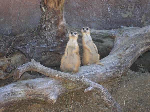 ZooTampa at Lowry Park