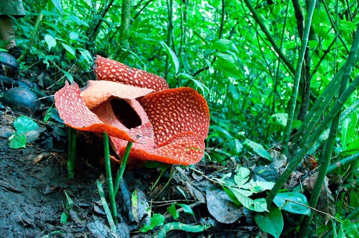 Gunung Gading National Park