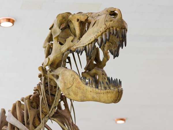 Southwest Florida Museum of History