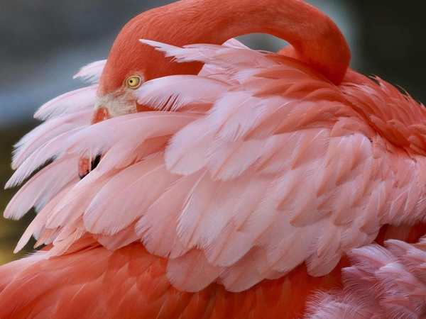 Flamingo Gardens