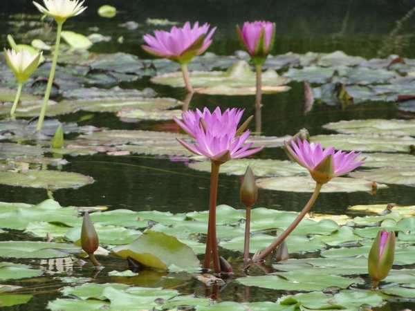 Miami Beach Botanical Garden