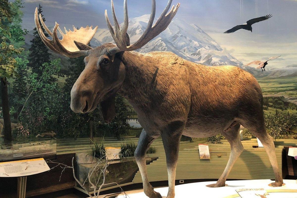 Denali Visitor Center