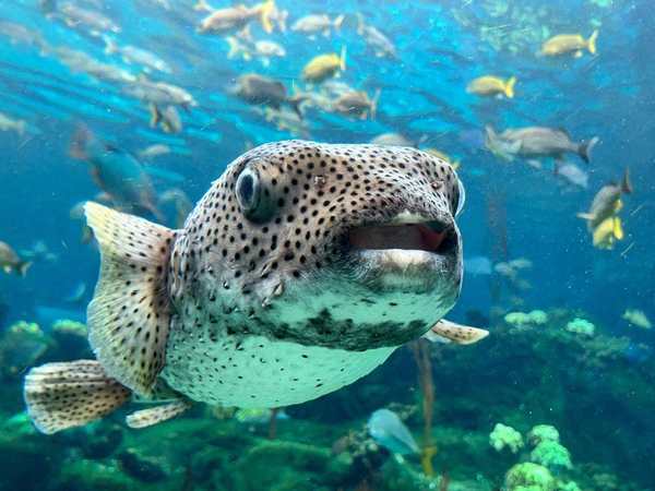 The Florida Aquarium