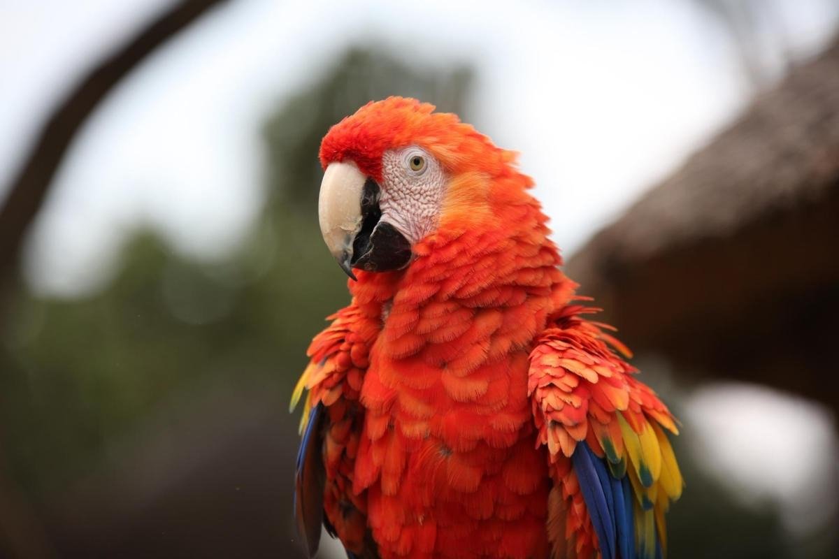 Montecasino Bird Gardens