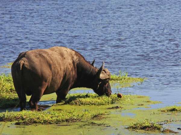 iSimangaliso Wetland Park