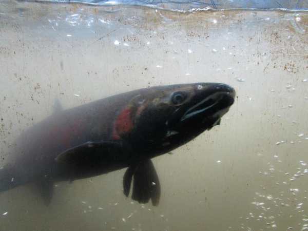 Capilano River Hatchery