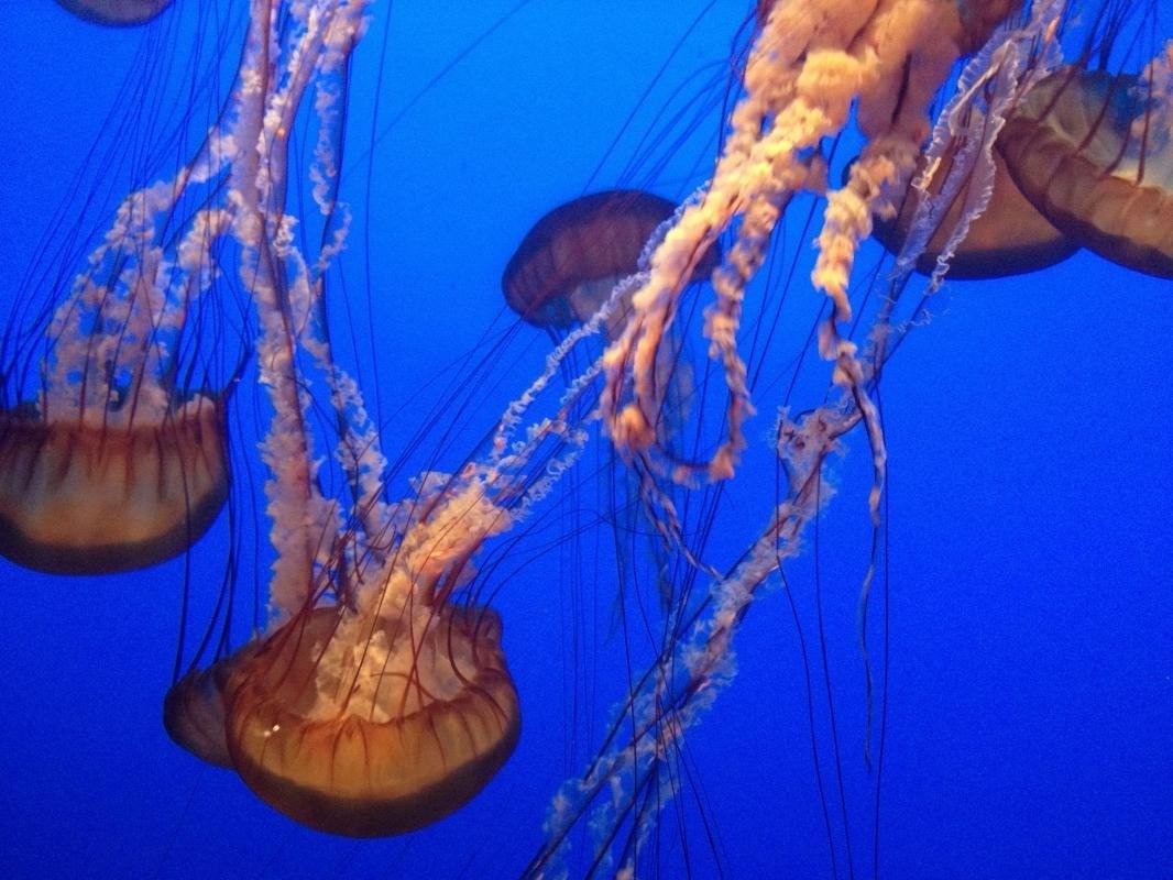 Aquarium of the Bay