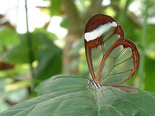 Butterfly World