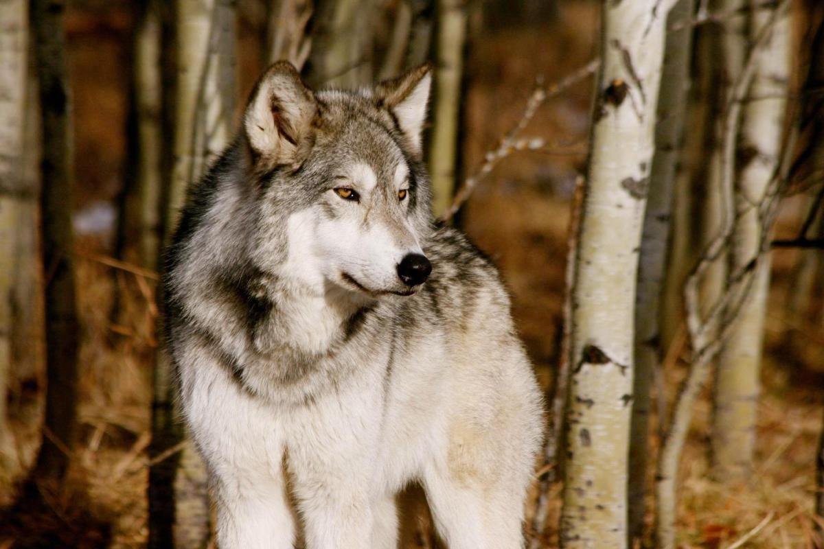 Yamnuska Wolfdog Sanctuary