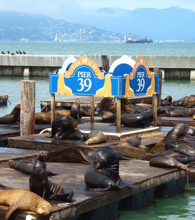 Sea Lions at Pier 39