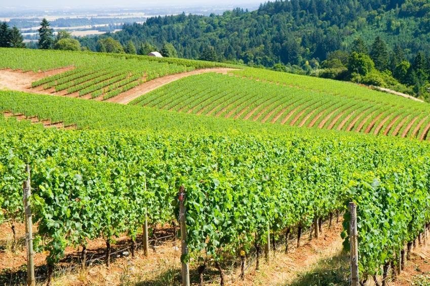 Willamette Valley