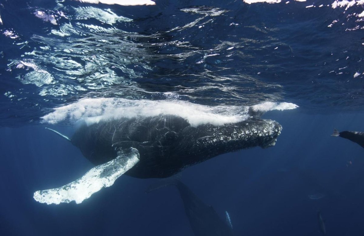Whale Museum of Samana / Nature Center