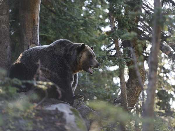 Grizzly Bear Habitat - Grouse Mountain