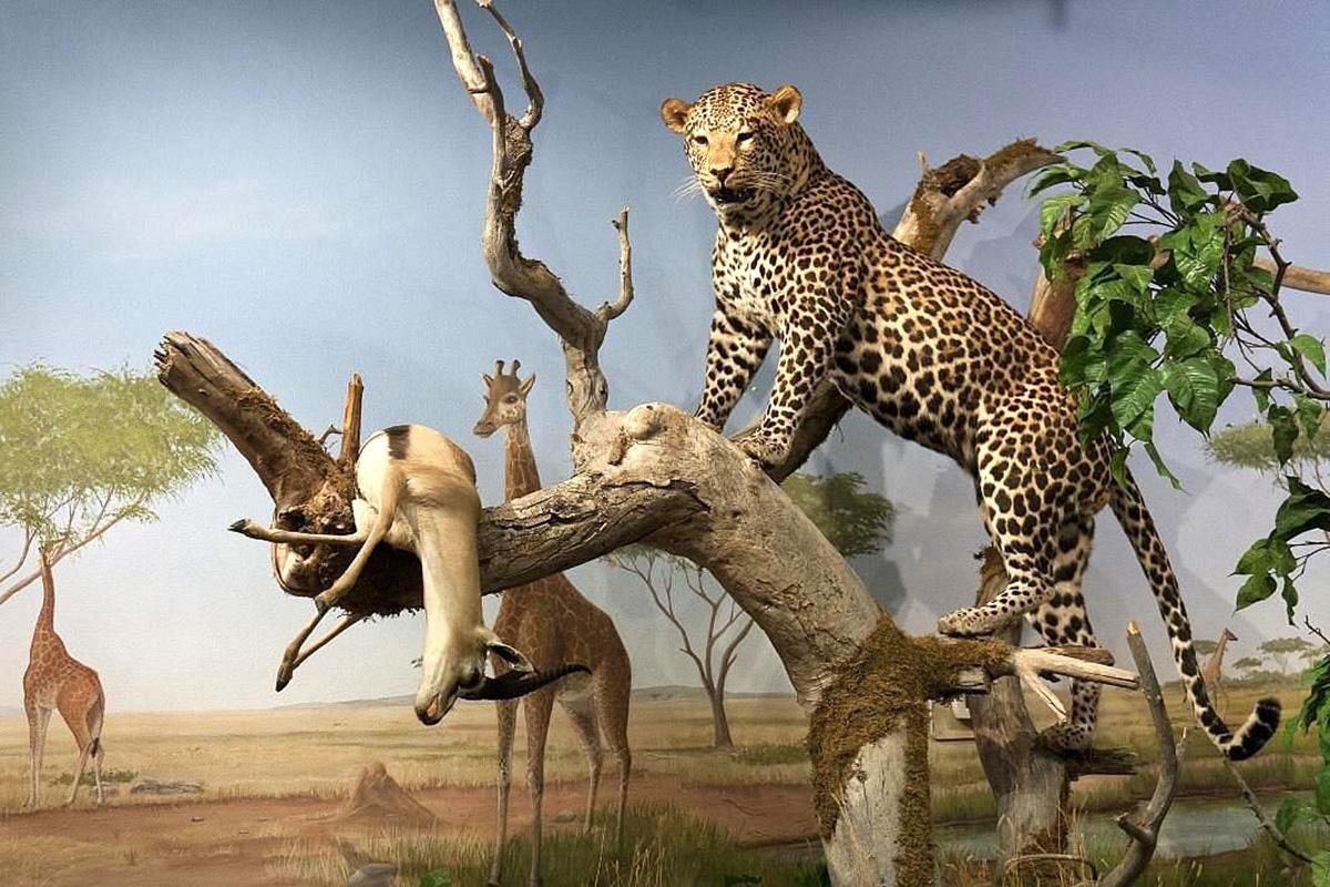 Las Vegas Science & Natural History Museum