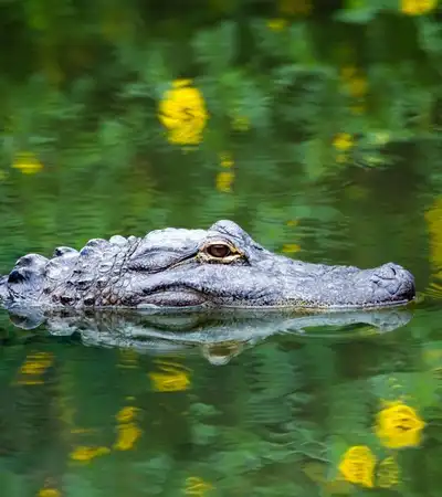Fort Lauderdale in Florida, United States