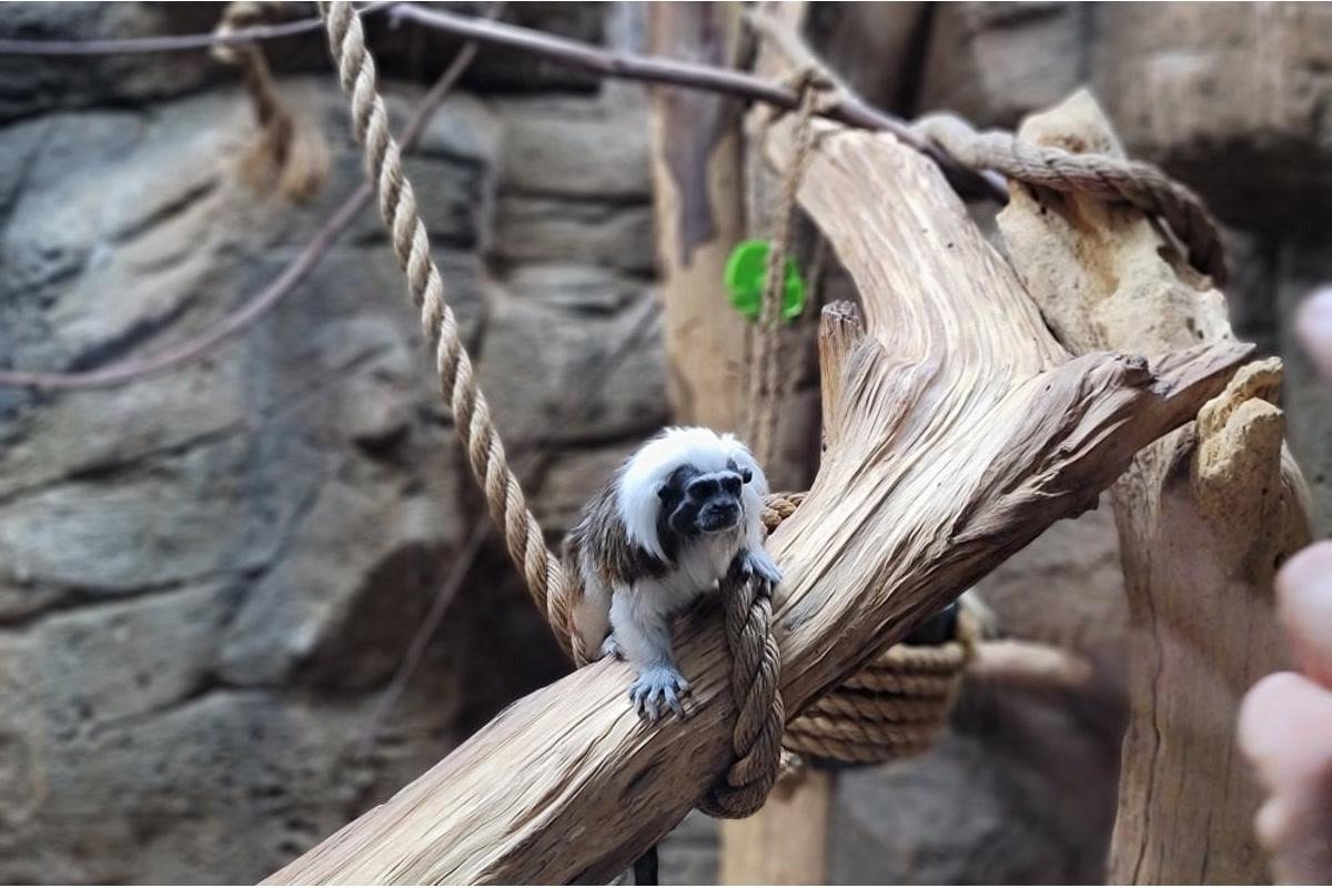 Rainforest Adventures Zoo