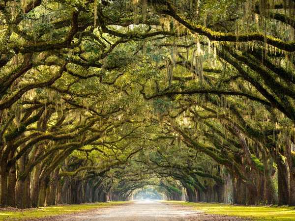 Wormsloe State Historic Site