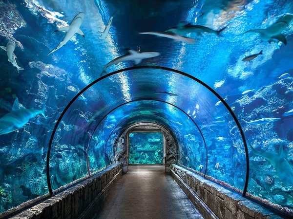 Shark Reef Aquarium at Mandalay Bay