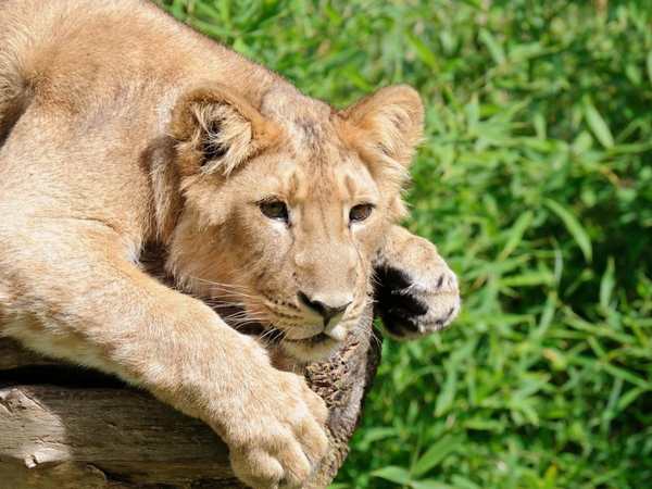 Rotterdam Zoo (Diergaarde Blijdorp)