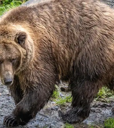 Sitka in Alaska, United States
