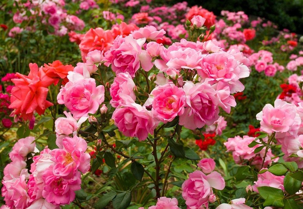 International Rose Test Garden