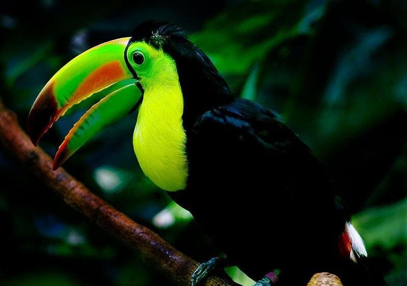 Woodland Park Zoo