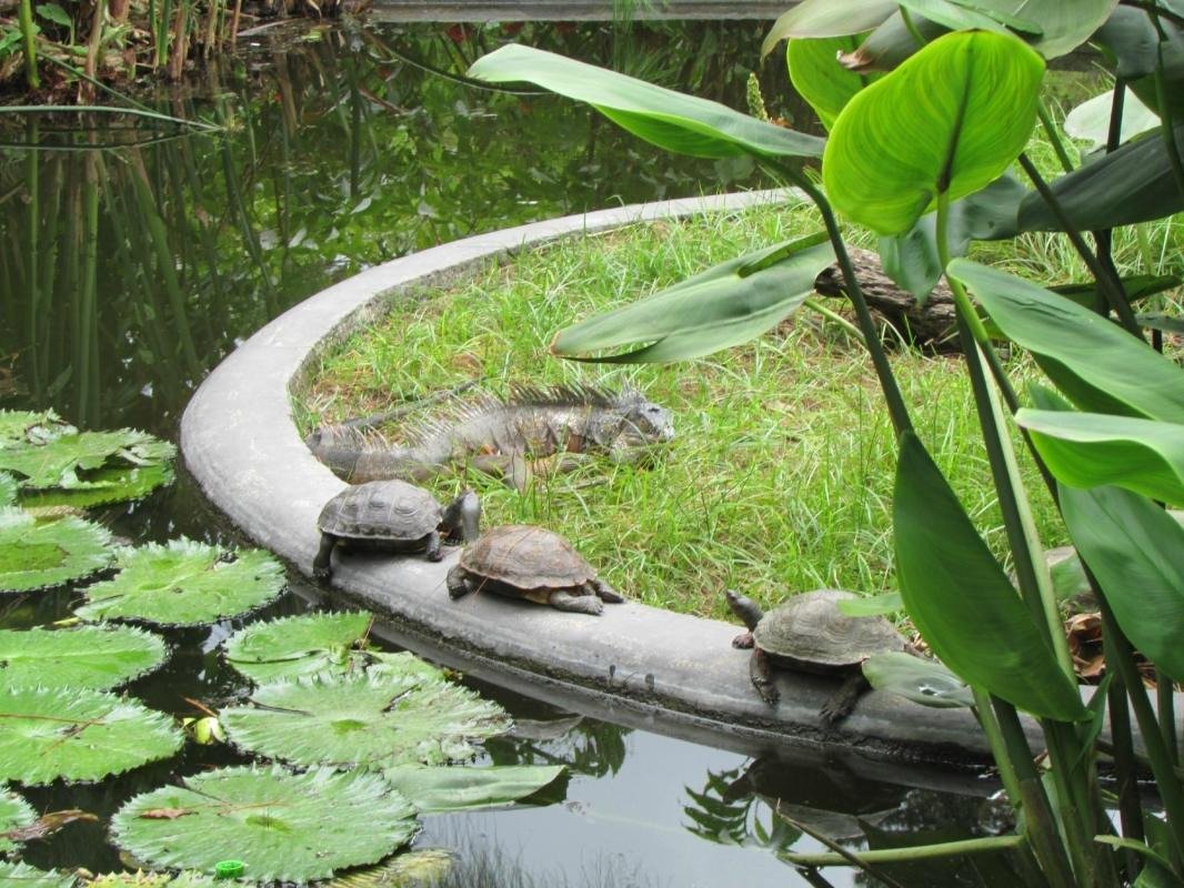 La Laguna Botanic Garden