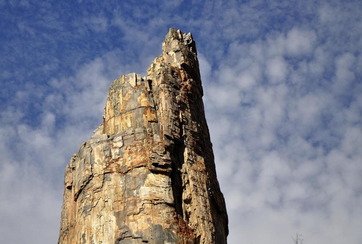 Petrified Tree