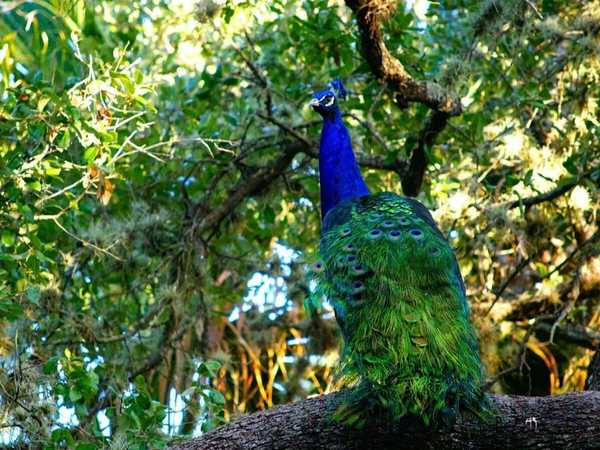 Mayfield Park and Preserve