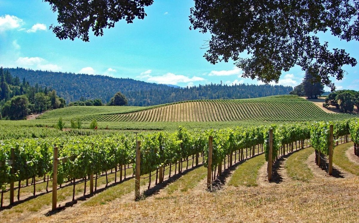 Alexander Valley AVA