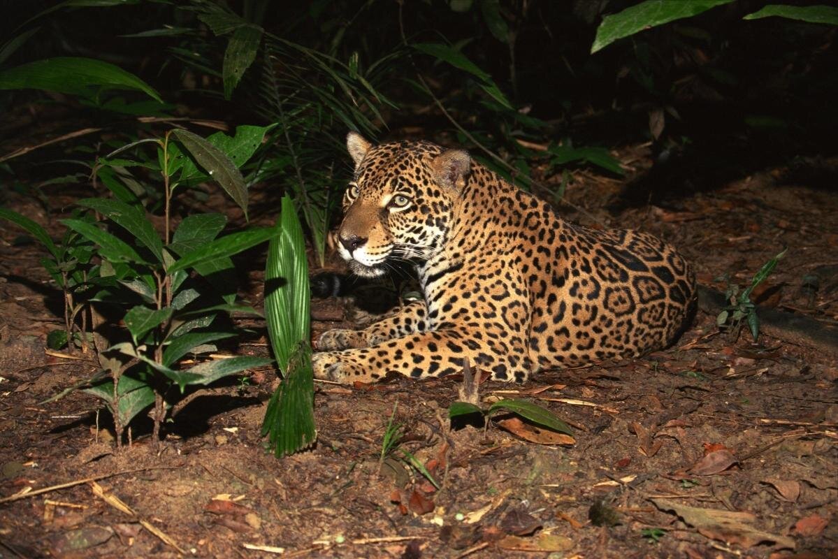 Night Safari