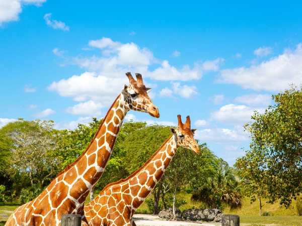 Zoo Miami (Miami-Dade Zoological Park and Gardens)