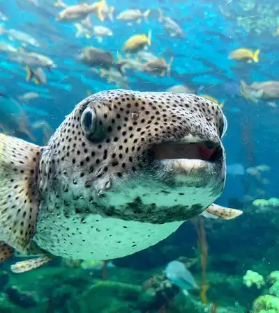 Tampa in Florida, United States