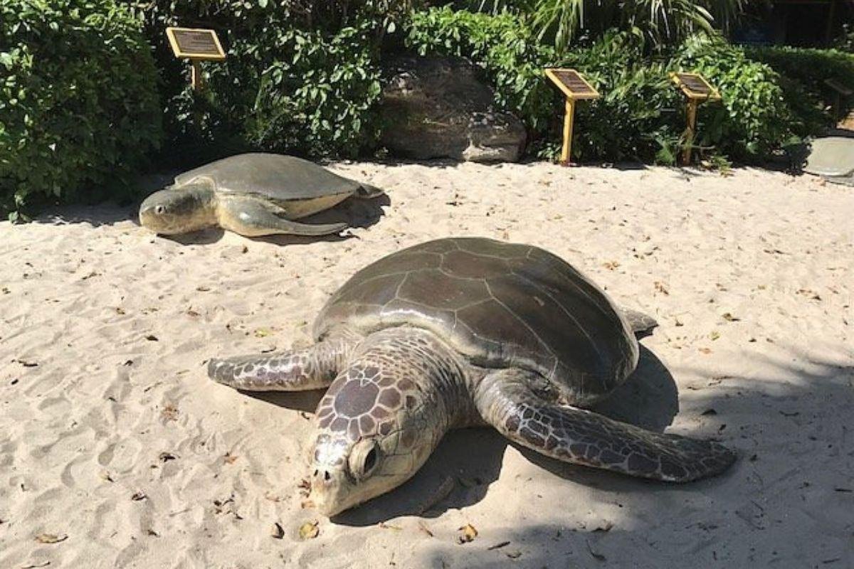 Gumbo Limbo Nature Center