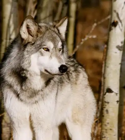 Cochrane in Alberta, Canada