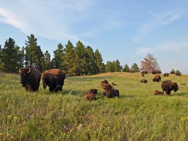Custer State Park