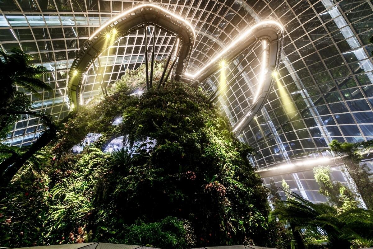 Cloud Forest