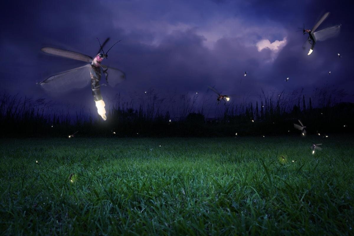 Kampung Kuantan Fireflies Park (Selangor)