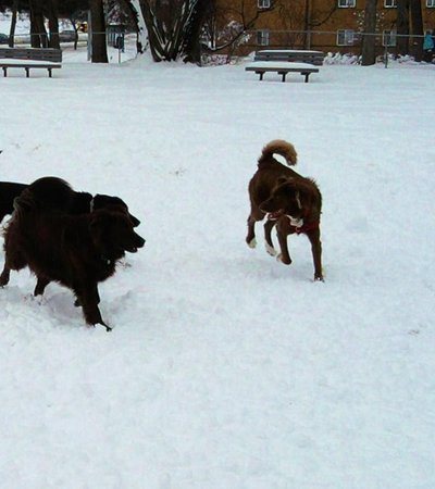 dog walking park in London, England