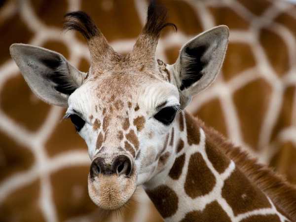 Busch Gardens Tampa Bay