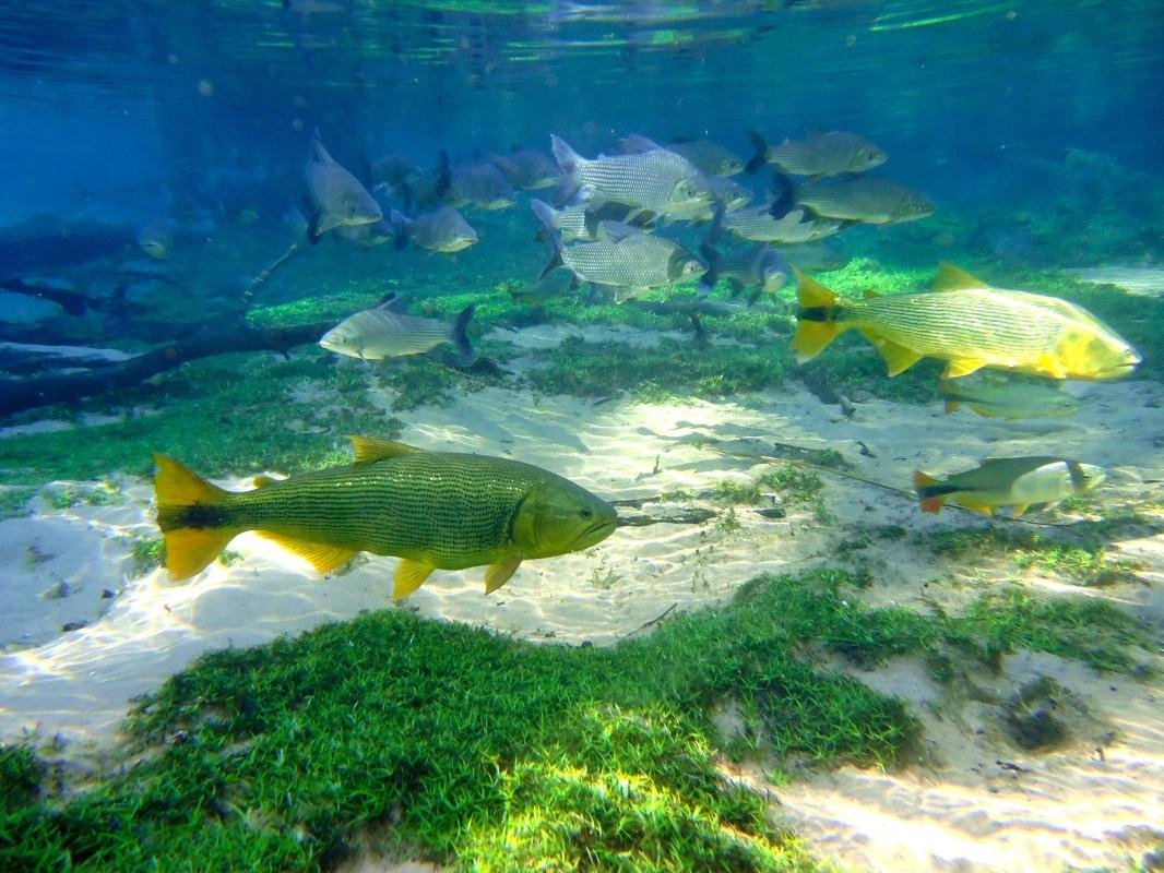 Natural Aquarium